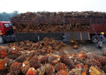 GAPKI: Harga CPO Akan Terus Membaik