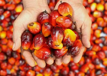 GAPKI: Harga CPO Akan Terus Membaik