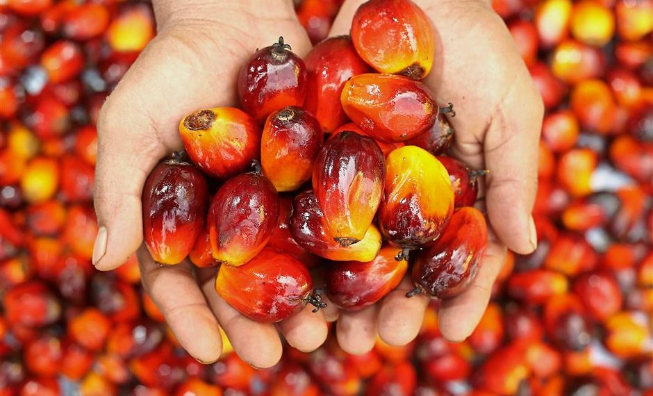 GAPKI: Harga CPO Akan Terus Membaik