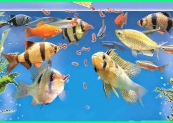 Bogor Bakal Jadi Pusat Ikan Hias Terbesar Indonesia