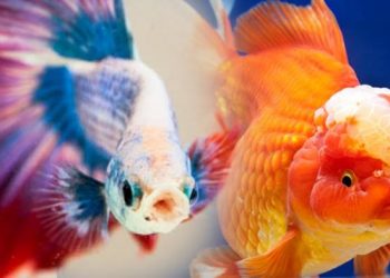 Bogor Bakal Jadi Pusat Ikan Hias Terbesar Indonesia