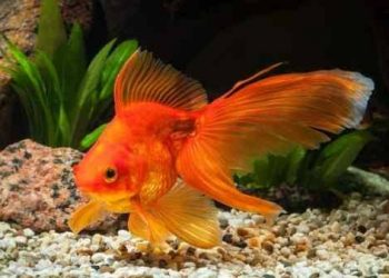 Bogor Bakal Jadi Pusat Ikan Hias Terbesar Indonesia