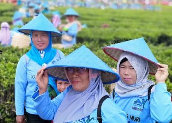 Petik Teh Massal di Perkebunan Teh Kerinci,  Pecahkan Rekor Muri