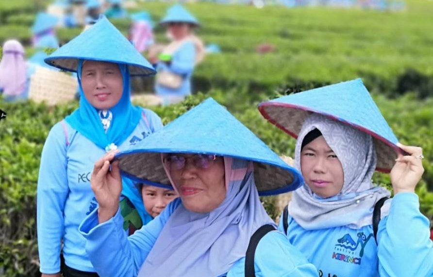Petik Teh Massal di Perkebunan Teh Kerinci, Pecahkan Rekor Muri