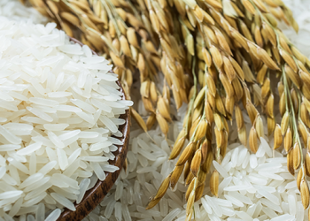 Indonesia Juara, Beras Buton Utara Serbu Jerman