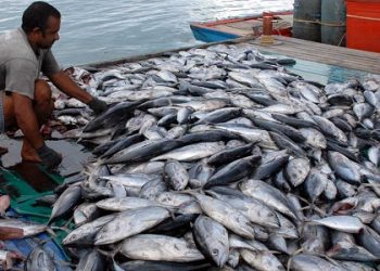 Ikan Cakalang RI Serbu Pasar Jepang
