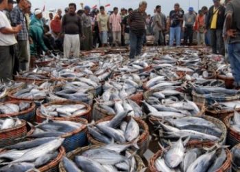 Ikan Cakalang RI Serbu Pasar Jepang