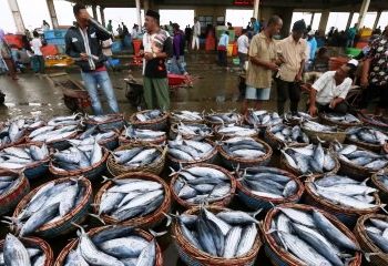 Ikan Cakalang RI Serbu Pasar Jepang