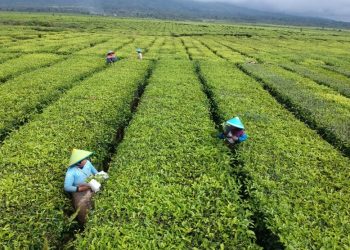 PTPN V KOmit Tekan Emisi Gas Rumah Kaca dari Kebun Sawit