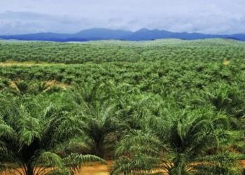 PTPN V KOmit Tekan Emisi Gas Rumah Kaca dari Kebun Sawit