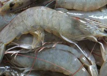 Pengusaha Minta KKP Cegah Penyakit Komoditas Udang