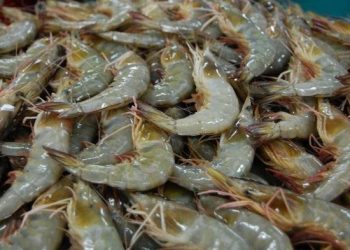 Pengusaha Minta KKP Cegah Penyakit Komoditas Udang