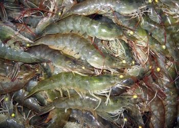 Pengusaha Minta KKP Cegah Penyakit Komoditas Udang