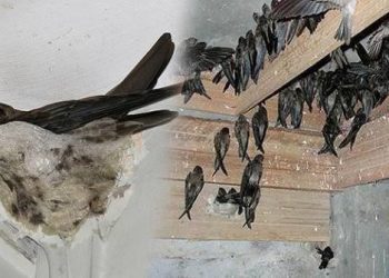 Kabar Gembira, Pajak Sarang Burung Walet Kini Turun