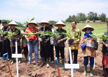 Pisang Cavendish Jadi Komoditas Hortikultura yang Akan Dikembangkan di Jembrana Bali