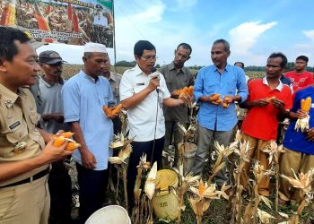 Lampung Timur Bakal Dikembangkan Jadi Sentra Lumbung Benih Jagung Hibrida