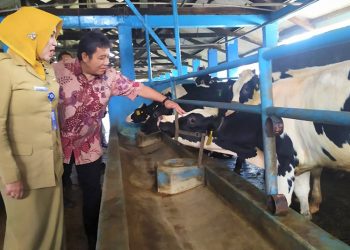 Pengembangbiakan Sapi Perah Berkualitas Tinggi untuk Jawab Tantangan Produksi Susu Nasional