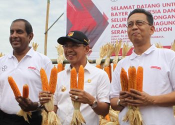 Petani Sigi Binaan Bayer Panen Jagung 7,9 Ton per Hektare