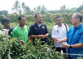 Antisipasi Virus Gemini