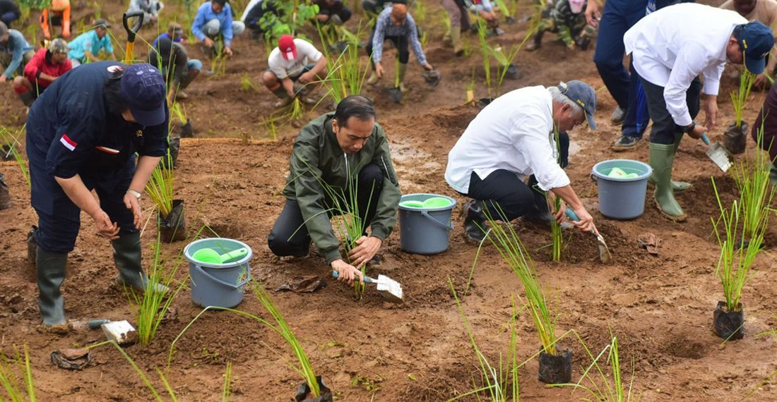 Jokowi Tanam Vetiver