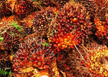 Wapres Ma’ruf Amin Pacu Peremajaan Sawit Rakyat