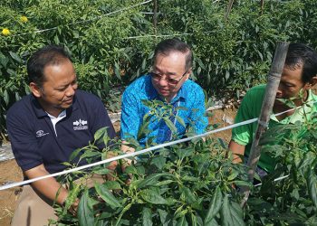 Antisipasi Virus Gemini