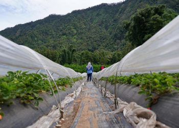 Kisah Petani di Bali Usai Menjadi Mitra Penyuplai Tanihub