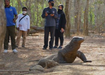 Kini Wajib Registrasi Online Jika ingin berkunjung ke Taman Nasional Komodo (TNK)