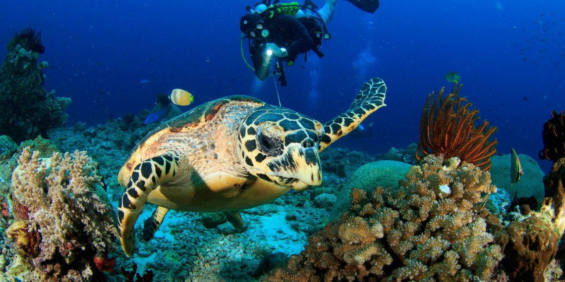 Abadikan Keindahan Dunia Laut di Ruang Digital