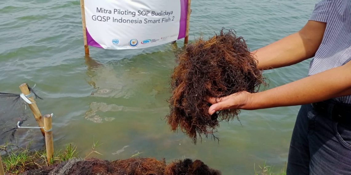 Ada Permintaan dari India dan Jepang, Koperasi Rumput Laut Binaan Pertamina Field Tambun Kebanjiran Order