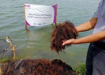 Ada Permintaan dari India dan Jepang, Koperasi Rumput Laut Binaan Pertamina Field Tambun Kebanjiran Order