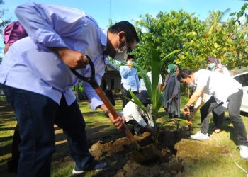 BTN Dorong Penanaman Bibit Kelapa Hibrida