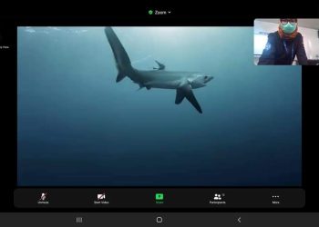 Melestarikan Keberadaan Hiu Tikus Alor