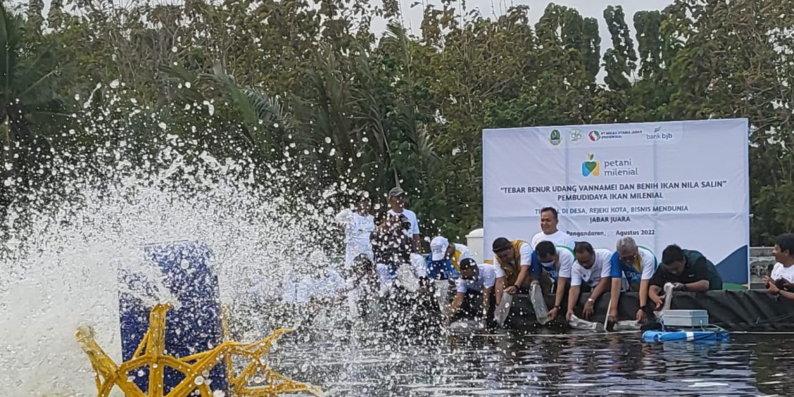 Pulihkan Ekonomi Nasional, bank bjb bersama Pemprov Jabar Tebar Benih Udang Vaname di Kabupaten Pangandaran