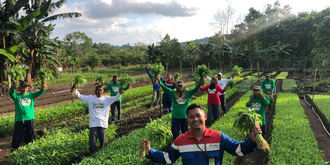 Kiprah Petani Kampung Sidrap, Sukses Garap Lahan Gambut jadi Pertanian Holtikultura Semi Organik