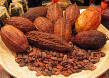 Industri Kakao Indonesia Sumbang 9,17% Pasar Global