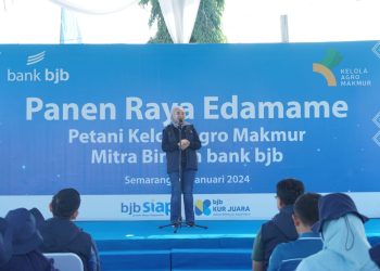 bank bjb Bersama Petani Mitra Binaan di Jawa Tengah Lakukan Panen Raya Komoditi Edamame