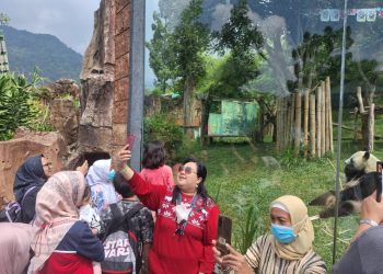 Mini Parade Ulang Tahun ke-7 Kedatangan Giant Panda Cai Tao dan Hu Chun Disambut Antusias Ribuan Pengunjung Taman Safari Bogor