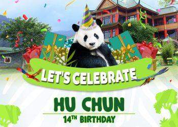 Yuk Saksikan Perayaan Ulang Tahun Hu Chun ke-14 di Taman Safari Bogor: Akan Ada Game dan Event Seru!