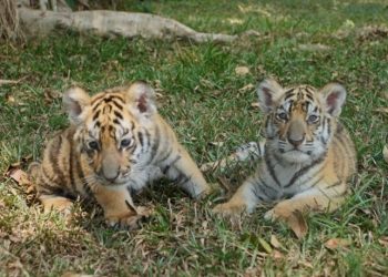 Taman Safari Indonesia Rayakan Kelahiran Keluarga Baru: Komitmen Berkelanjutan untuk Konservasi Satwa Langka