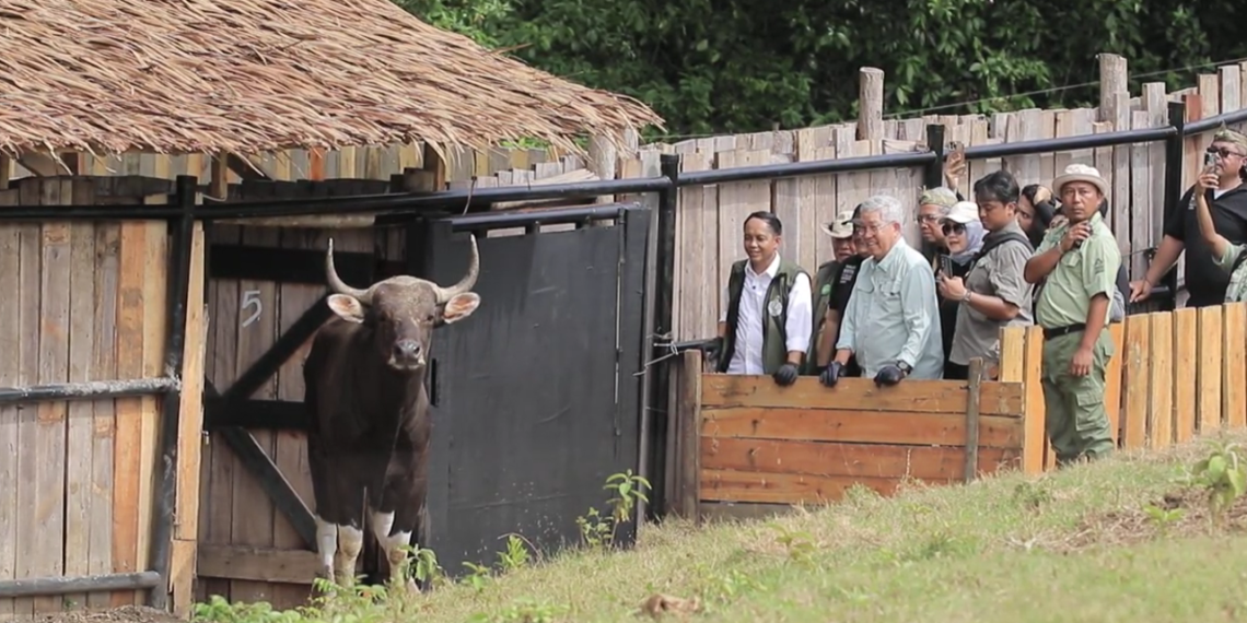 Taman Safari Indonesia Lakukan Konservasi Berkelanjutan dengan Reintroduksi Banteng Jawa (Bos javanicus)