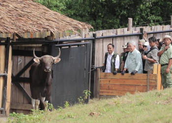 Taman Safari Indonesia Lakukan Konservasi Berkelanjutan dengan Reintroduksi Banteng Jawa (Bos javanicus)