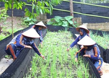 PGE Area Ulubelu Perkuat Ketahanan Pangan dan Pemberdayaan Perempuan Melalui Program Hortikultura